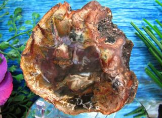 Petrified Wood COMPLETE ROUND Slab w/Bark RARE PURPLE OLIVE - GREEN RED Flower 3