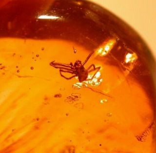 Spider With 5 Insects In Authentic Dominican Amber Fossil Gemstone