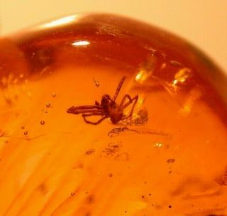 Spider with 5 Insects in Authentic Dominican Amber Fossil Gemstone 2
