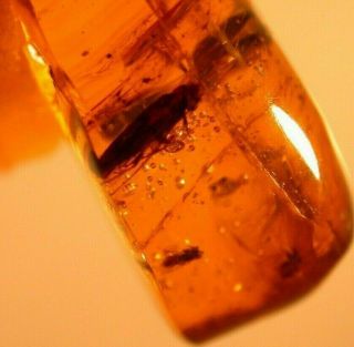 Spider with 5 Insects in Authentic Dominican Amber Fossil Gemstone 3
