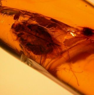 Cockroach In Burmese Burmite Amber Fossil Gemstone Dinosaur Age