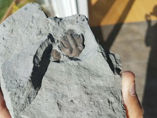 Trilobite Greenops widderensis Devonian Ontario Great specimen 3