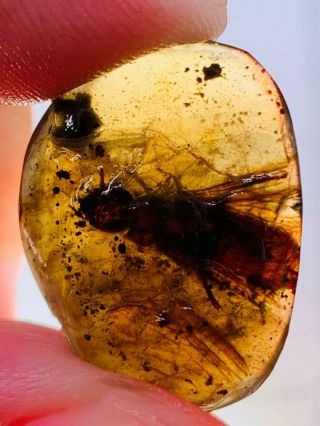 1.  38g Termite White Ant Burmite Myanmar Burmese Amber Insect Fossil Dinosaur Age