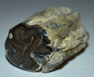 Cut & Polished Petrified Agatized Wood Limb Casting Collected Wyoming,  America