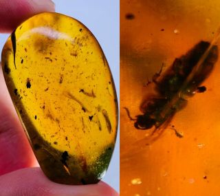 6.  92g Coleoptera Beetle Burmite Myanmar Burmese Amber Insect Fossil Dinosaur Age