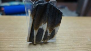 Geological Enterprises Pleistocene Bison Tooth,  Bison Taylori Florida