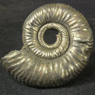 4.  5cm/1.  8in Shine Pyrite Ammonite Binatisphinctes Jurassic Russian Fossil