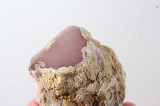 Texas Springs Fossil Wood Pink Limb Cast 9.  5 Oz Polished Specimen