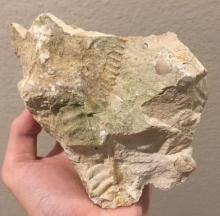 Texas Fossil Ammonite Idiohamites Multi Plate Cretaceous Dinosaur Age Hetomorph