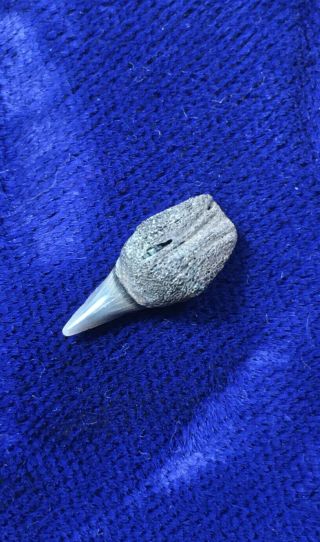 Parasymphyseal Notorynchus Primigenius Fossil Seven - gill Cow Shark Tooth Belgium 2