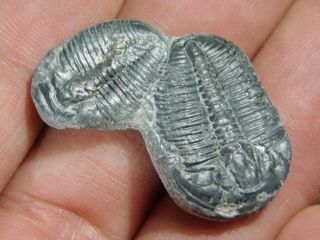 Two Entwined 500 Million Year Old Elrathia Trilobite Fossils Utah 5.  41