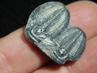 Two Entwined 500 Million Year Old Elrathia Trilobite Fossils Utah 4.  11