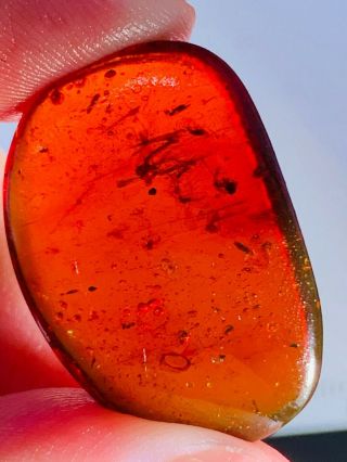 2.  6g Fly In Red Blood Amber Burmite Myanmar Amber Insect Fossil Dinosaur Age