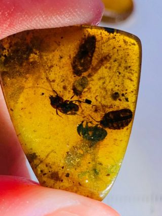 2 Beetle In Pillworm Nest Burmite Myanmar Burma Amber Insect Fossil Dinosaur Age