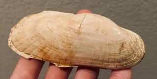 France Fossil Bivalve Glycymeris rudolphii Miocene Megalodon Age Shell 2