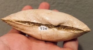France Fossil Bivalve Glycymeris rudolphii Miocene Megalodon Age Shell 3