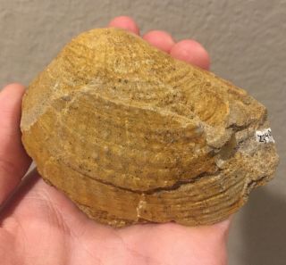 Germany Fossil Bivalve Panopea Sp.  Cretaceous Dinosaur Fossil Age Shell Clam