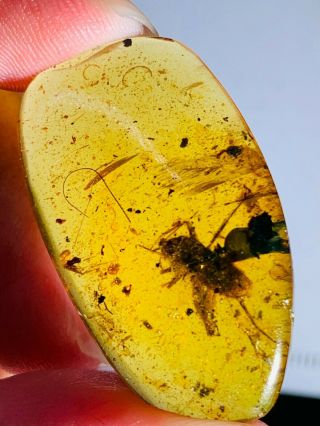 3.  18g Orthoptera Cricket Burmite Myanmar Burma Amber Insect Fossil Dinosaur Age