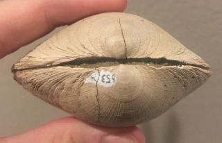Belgium Fossil Bivalve Glycymeris radiolyrata Pliocene Fossil Age Shell Clam 2