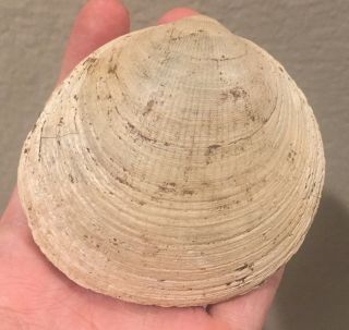 Belgium Fossil Bivalve Glycymeris radiolyrata Pliocene Fossil Age Shell Clam 3
