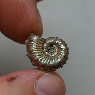 18mm Kosmoceras Pyrite Ammonite Fossils Fossilien Russia Pendant
