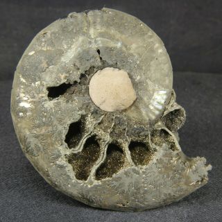 5.  8cm/2.  3in Pyritized Ammonite Sublunuloceras Jurassic Callovian Fossil Russia