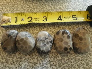 Unpolished Fossil Petoskey Stones Michigan Huron Beauties