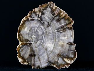 2.  3 " Fossilized Polished Petrified Wood Branch Madagascar 66 - 225 Million Yrs Old
