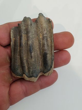Fossil Bison Tooth Teeth Florida Prehistoric Mammal Ice Age Bison