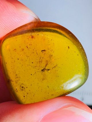 2.  7g Mosquito Fly&wasp Burmite Myanmar Burmese Amber Insect Fossil Dinosaur Age