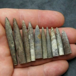 10x Belemnite Hibolithes Subfusiformis Fossils Fossiles Fossilien France