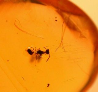 Wasp,  Hairs In Burmese Burmite Amber Fossil Gemstone Dinosaur Age