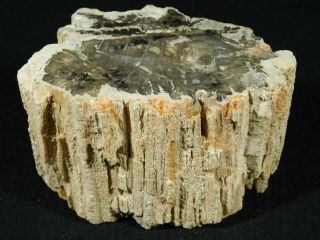 Perfect Bark On This Polished Petrified Wood Fossil From Madagascar 520gr