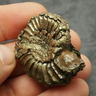 46mm Pleuroceras Ammonite Pyrite Germany Fossil Fossilien Geode Mollusk
