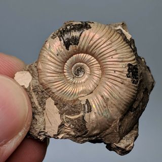2,  9 Cm (1,  2 In) Ammonite Perisphinctes Jurassic Russia Fossil Ammonit