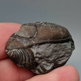 Devonian Trilobite Eldredgeops Silica Shale Ohio Usa Trilobit
