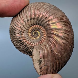 5 cm (2 in) Ammonite shell Quenstedtoceras jurassic pyrite Russia fossil 2