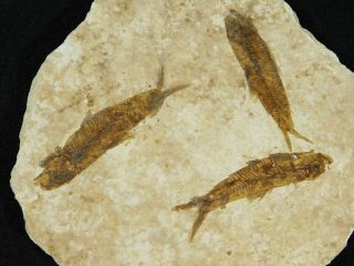 Three Small Restored 53 Million Year Old Knightia Fish Fossils Wyoming 131gr