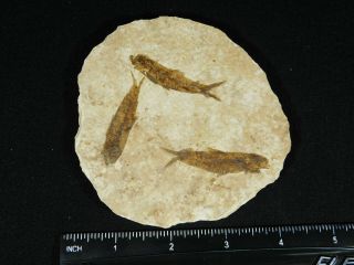 THREE Small Restored 53 Million Year Old Knightia Fish Fossils Wyoming 131gr 2
