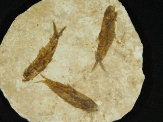 THREE Small Restored 53 Million Year Old Knightia Fish Fossils Wyoming 131gr 3