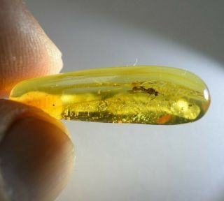 Wasp In Authentic Dominican Amber Fossil Natural Cabochon (1.  2 G) A363