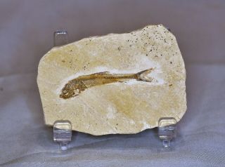 Fossil Fish,  " Dastilbelongatus " Santana Formation,  Brazil,  Upper Cretaceous