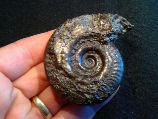 French Pyrite Ammonite - - Hildoceras Bifrons - - 67mm - - Jurassic