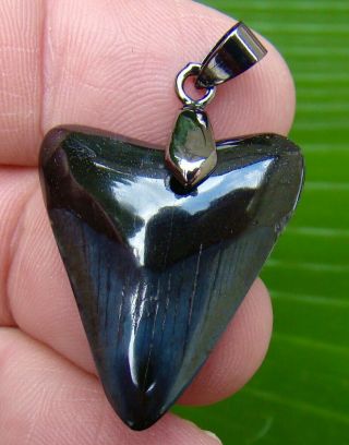 Juvenile - Megalodon Shark Tooth Necklace - 1 & 3/16 In.  Real Fossil