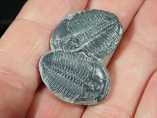 Two Natural Entwined 500 Million Year Old Elrathia Trilobite Fossils Utah 1.  09
