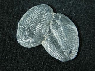 TWO Natural Entwined 500 Million Year Old Elrathia Trilobite Fossils Utah 1.  09 2