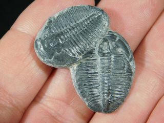 TWO Natural Entwined 500 Million Year Old Elrathia Trilobite Fossils Utah 1.  09 3