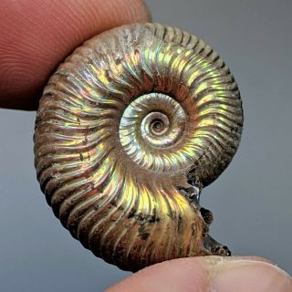2,  5 cm (1 in) Ammonite Eboraciceras pyrite jurassic Russia fossil ammonit 2