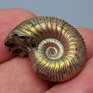 2,  5 cm (1 in) Ammonite Eboraciceras pyrite jurassic Russia fossil ammonit 3