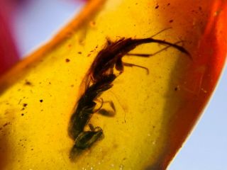 Long Tail Wasp Bee Burmite Myanmar Burmese Amber Insect Fossil Dinosaur Age
